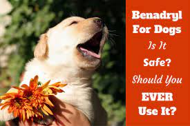 how much benadryl dosage for dogs