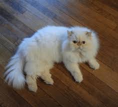 Cfa, pkd fiv/felv neg, golden green eyes white. Persian Cats For Sale Torrington Ct 185447 Petzlover