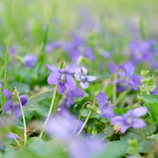 violets a friendship flower arete