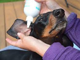 Dog ear cleaning solution recipe. How To Clean Your Dog S Ears At Home
