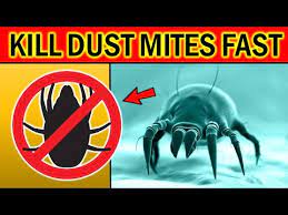 how to get rid of dust mites quickly