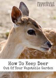 keep deer out of your vegetable garden
