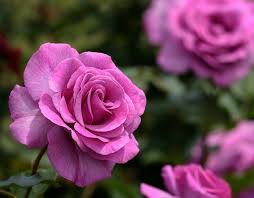 blooming pink roses hd picture free