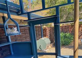 outdoor catio for your cat