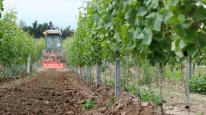 Bodenbearbeitung · Frühjahr · Handwerk · Weingut Groebe