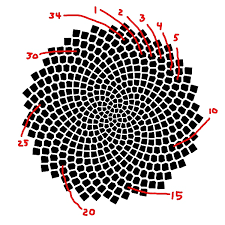 Fibonacci Numbers Of Sunflower Seed