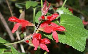 Salvia fulgens - Mexican scarlet sage care and culture - Travaldo's blog