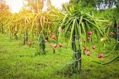 Can dragon fruit be grown anywhere?
