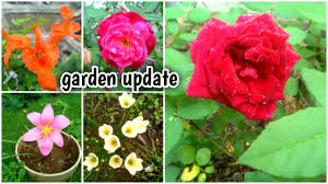 My channel home garden always shares: Garden Update My Garden In Tamil Flower Garden Kitchen Garden Youtube