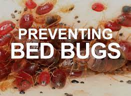 bed bugs getting them getting rid of