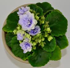 Sainpaulias, commonly known as african violets, are a genus of herbaceous perennial flowering plants native to tanzania and southeastern kenya. Winnergreen African Violet Plant African Violets Plants African Violets African Violet Care