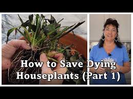 how to save dying houseplants peace