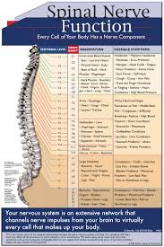 Spinal Nerve Function Poster Parker University Bookstore