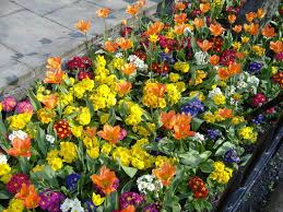 Bedding Horticulture Wikipedia