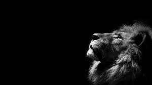 lions in black background hd wallpaper