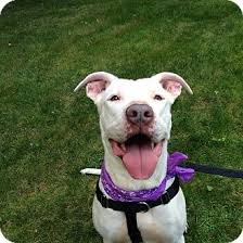 He has been breeding them nonstop since then. Waterford Ct American Bulldog Meet Angel A Pet For Adoption