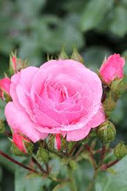 Rosa Aperta Fiore Di - Foto gratis su Pixabay