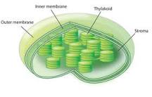 What pigments are in the chloroplast?