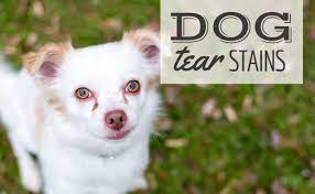 dog tear stains causes how to remove