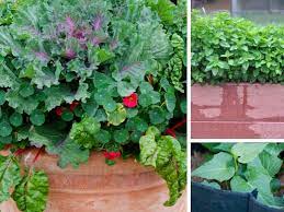 Best Containers For Organic Gardening