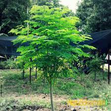 Moringa Oleifera Ağacı Fidanı 40 cm | H