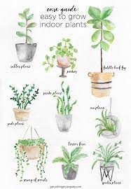 caring for easy to grow indoor plants