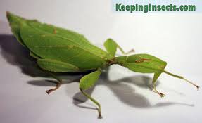 general facts about stick insects