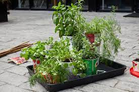 How To Grow Herbs Chillies In Your