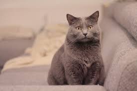 how much does a chartreux cat cost