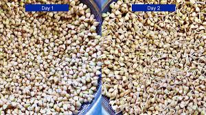 how to sprout buckwheat benefits