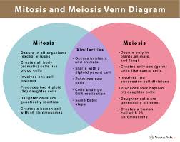 mitosis vs meiosis 14 main differences