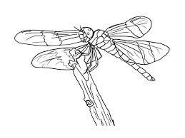 Thank you for your watching!subscribe for more fun new coloring. Dragonfly Free Print And Color Online
