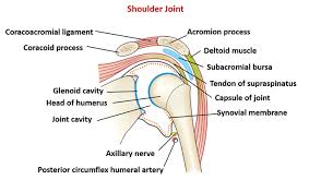 There are 17 muscles that attach to the scapula! Shoulder Joint Anatomy Physiology Movement Exercise
