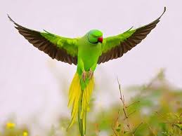 Image result for ‫پرنده گان زیبا‬‎