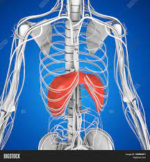 How to build muscle on the rib cage | livestrong.com from img.aws.livestrongcdn.com the thoracic cage makes up the skeleton for the thoracic wall, and provides the attachments needed for the muscles of the neck, thorax. Human Anatomy Image Photo Free Trial Bigstock
