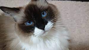 目 が 青い 猫