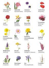 Type Of Flower Plants Perennial 30