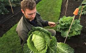 Growing Vegetables Top Tips For First