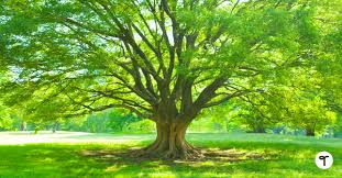 50 fun facts about trees to share with