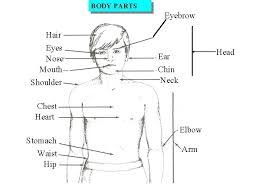 Heart = it beats and pumps blood around the body. Body Parts Head This Is A Head Body