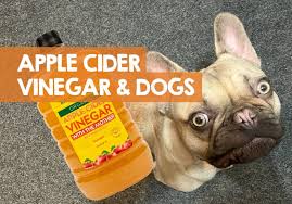 apple cider vinegar to stop dog licking