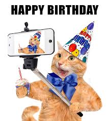 Image result for birthday cat meme