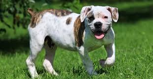 american bulldog dog breed complete