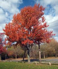 maple trees in canada