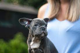 It is true that some dog shows don't let blue french bulldogs participate in them because of their unique coloring. The Blue French Bulldog Complete Handy Owners Guide Animal Corner