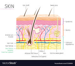 Hair Anatomy Diagram Wiring Diagrams