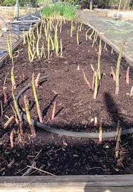 how to grow asparagus with tips