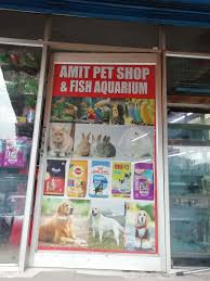 Most pet stores will carry a variety of fish, however if you are looking for a specific type of fish, you'd have better luck searching online for reputable trade organizations like they have you should be able to find them at any pet store that sells fish. Amit Pet Shop Fish Aquarium Shakti Khand 1 Indirapuram Pet Shops For Dog In Ghaziabad Delhi Justdial