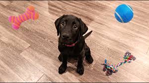 the best puppy toys for lab puppies