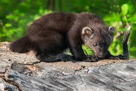 fisher cat how to protect your